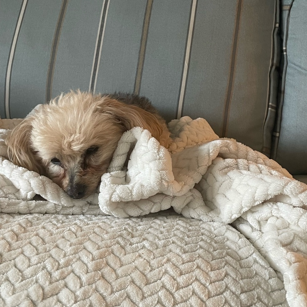 Little designer dog carrier